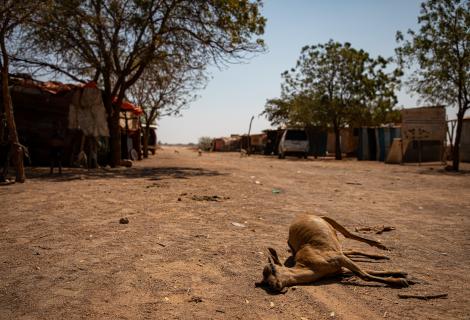 Dead livestock found around the community of Ceel-Dheere, Somaliland